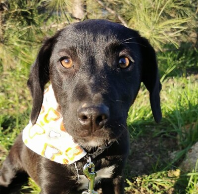 Conchita, Welpen - Hündin