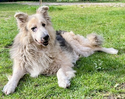 Condo, Schäferhund - Collie - Mix - Rüde