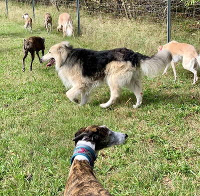 Condo, Schäferhund - Collie - Mix - Rüde