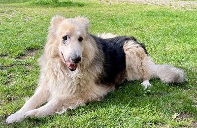 Condo, Schäferhund - Collie - Mix - Rüde