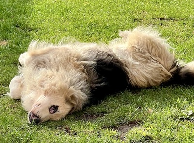 Condo, Schäferhund - Collie - Mix - Rüde