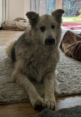 Condo, Schäferhund - Collie - Mix - Rüde