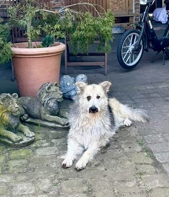 Condo, Schäferhund - Collie - Mix - Rüde