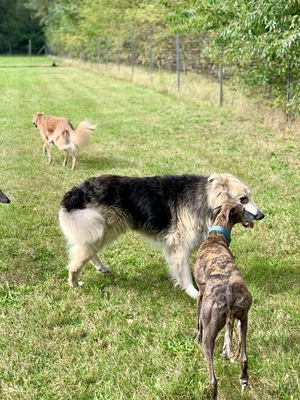 Condo, Schäferhund - Collie - Mix - Rüde