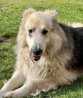 Condo, Schäferhund - Collie - Mix - Rüde