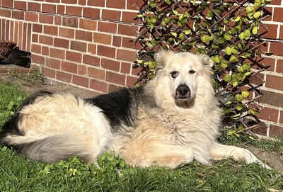 Condo, Schäferhund - Collie - Mix - Rüde