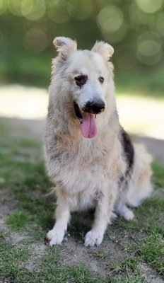 Condo, Schäferhund - Collie - Mix - Rüde