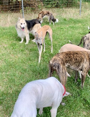 Condo, Schäferhund - Collie - Mix - Rüde