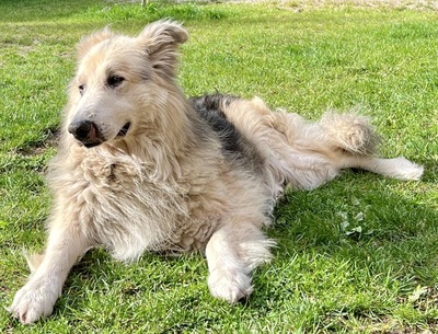 Condo, Schäferhund - Collie - Mix - Rüde