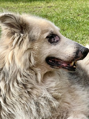 Condo, Schäferhund - Collie - Mix - Rüde