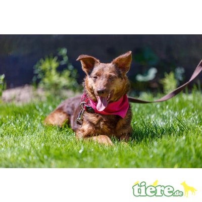 Connie, unbekannt - Hündin