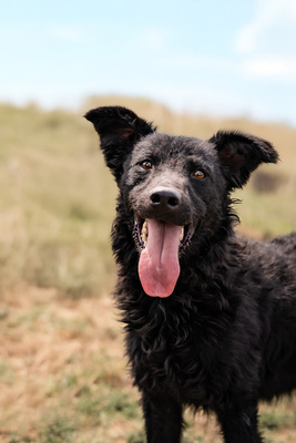 Connor - verschmust, menschenbezogen, zutraulich, sehr bewegungsfreudig, neugierig