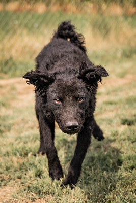 Connor - verschmust, menschenbezogen, zutraulich, sehr bewegungsfreudig, neugierig, Mischling (Video-Link vorhanden) - Rüde