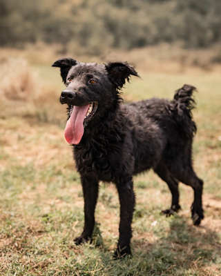 Connor - verschmust, menschenbezogen, zutraulich, sehr bewegungsfreudig, neugierig, Mischling (Video-Link vorhanden) - Rüde