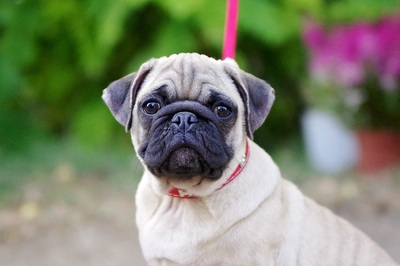 Conquita, Mops Welpen - Hündin