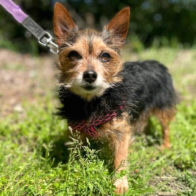 ❤️Cookie Chihuahua-Yorkshire Mischling entwickelte sich zu einem liebevollen, freundlichen und äußerst sanften Hund🥰, Chihuahua-Yorkshire Mischling - Rüde