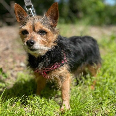 ❤️Cookie Chihuahua-Yorkshire Mischling entwickelte sich zu einem liebevollen, freundlichen und äußerst sanften Hund🥰, Chihuahua-Yorkshire Mischling - Rüde