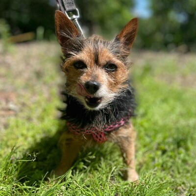 ❤️Cookie Chihuahua-Yorkshire Mischling entwickelte sich zu einem liebevollen, freundlichen und äußerst sanften Hund🥰, Chihuahua-Yorkshire Mischling - Rüde