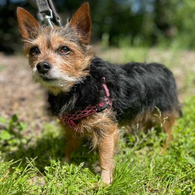 ❤️Cookie Chihuahua-Yorkshire Mischling entwickelte sich zu einem liebevollen, freundlichen und äußerst sanften Hund🥰, Chihuahua-Yorkshire Mischling - Rüde