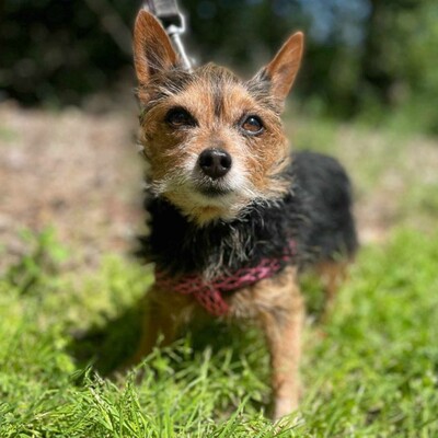 ❤️Cookie Chihuahua-Yorkshire Mischling entwickelte sich zu einem liebevollen, freundlichen und äußerst sanften Hund🥰, Chihuahua-Yorkshire Mischling - Rüde