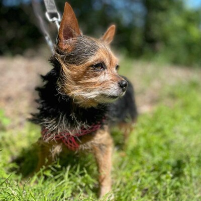 ❤️Cookie Chihuahua-Yorkshire Mischling entwickelte sich zu einem liebevollen, freundlichen und äußerst sanften Hund🥰, Chihuahua-Yorkshire Mischling - Rüde