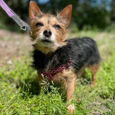 ❤️Cookie Chihuahua-Yorkshire Mischling entwickelte sich zu einem liebevollen, freundlichen und äußerst sanften Hund🥰, Chihuahua-Yorkshire Mischling - Rüde