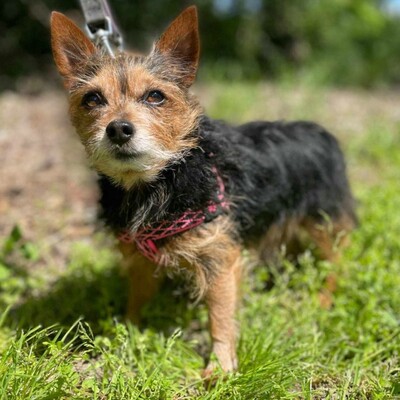 ❤️Cookie Chihuahua-Yorkshire Mischling entwickelte sich zu einem liebevollen, freundlichen und äußerst sanften Hund🥰, Chihuahua-Yorkshire Mischling - Rüde