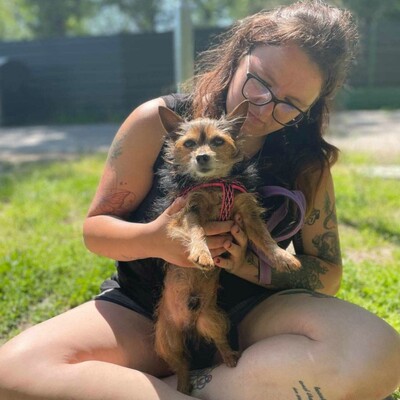 ❤️Cookie Chihuahua-Yorkshire Mischling entwickelte sich zu einem liebevollen, freundlichen und äußerst sanften Hund🥰, Chihuahua-Yorkshire Mischling - Rüde