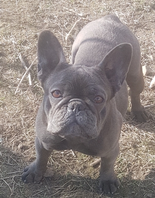 Cookie, Franz. Bulldogge - Hündin