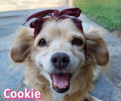 Cookie
