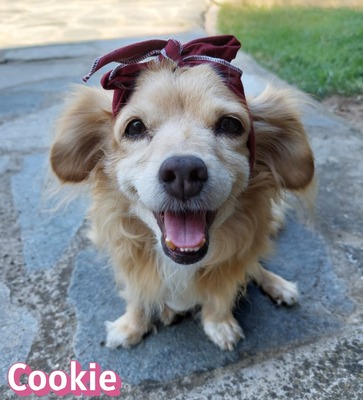 Cookie, Kokoni - Hündin