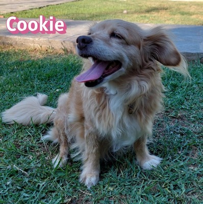Cookie, Kokoni - Hündin