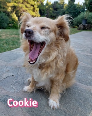 Cookie, Kokoni - Hündin