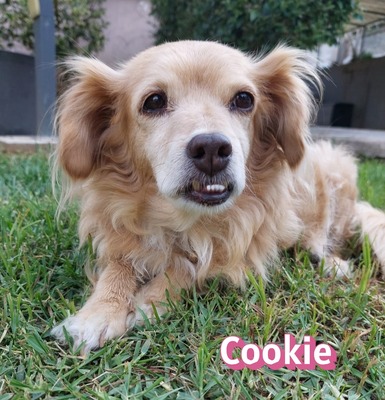 Cookie, Kokoni - Hündin