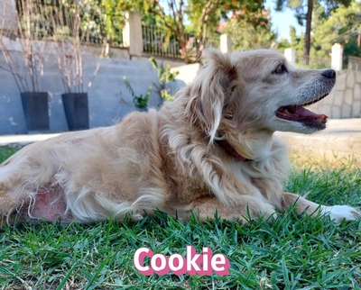 Cookie, Kokoni - Hündin