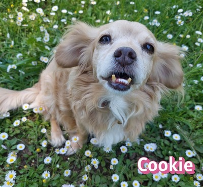 Cookie, Kokoni - Hündin
