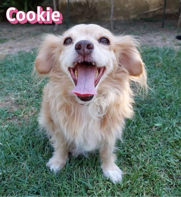 Cookie, Kokoni - Hündin
