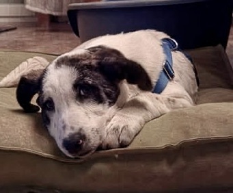 Cookie, Mix - Hündin