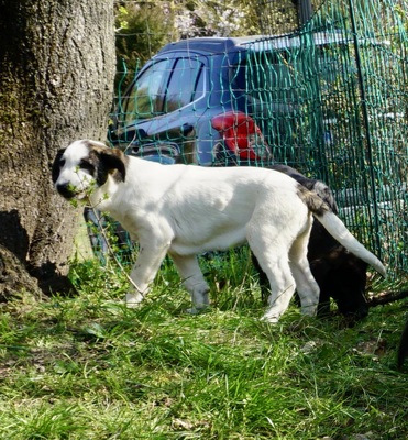 Cookie, Mix Welpen - Hündin
