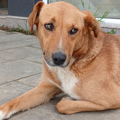 Cookie - ein Seelchen zum Verlieben, Mischling - Hündin