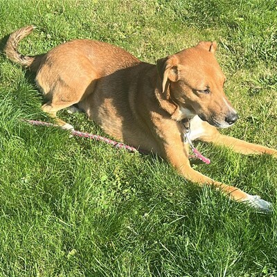 Cookie - ein Seelchen zum Verlieben, Mischling - Hündin