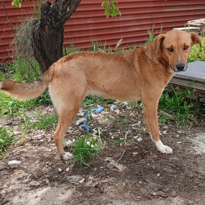 Cookie - ein Seelchen zum Verlieben, Mischling - Hündin