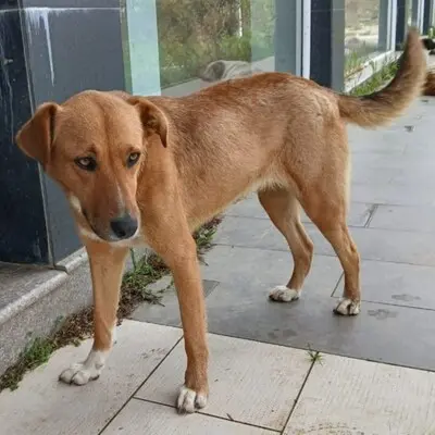 Cookie - ein Seelchen zum Verlieben / Reserviert, Mischling - Hündin