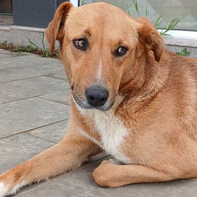 Cookie - ein Seelchen zum Verlieben / Reserviert, Mischling - Hündin