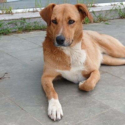 Cookie - ein Seelchen zum Verlieben / Reserviert, Mischling - Hündin