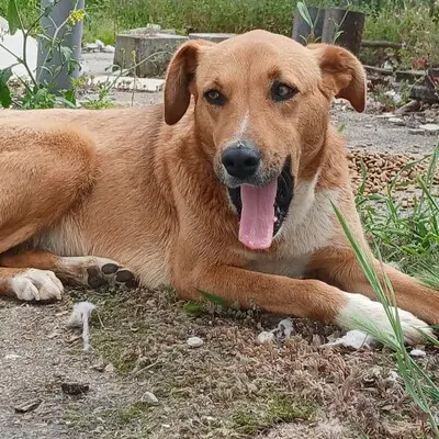 Cookie - ein Seelchen zum Verlieben / Reserviert, Mischling - Hündin