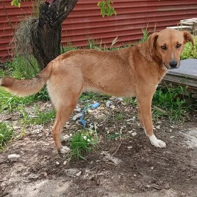 Cookie - ein Seelchen zum Verlieben / Reserviert, Mischling - Hündin