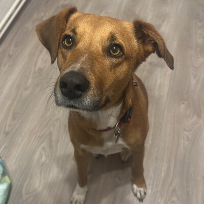 Cookie - ein Seelchen zum Verlieben / Reserviert, Mischling - Hündin