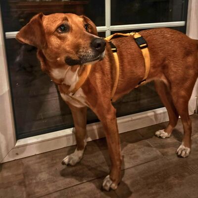 Cookie - ein Seelchen zum Verlieben / Reserviert, Mischling - Hündin