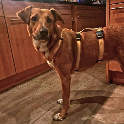 Cookie - ein Seelchen zum Verlieben / Reserviert, Mischling - Hündin